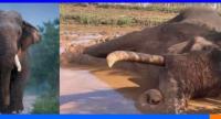 காவன்திஸ்ஸ யானை மரணம் தொடர்பில் விசாரணை